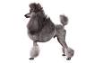 Poodle Dog Breed Information - American Kennel Club