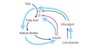 Major stimulation of glucagon secretion: Crossfit An Introduction To Metabolism