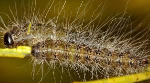 Bag Shelter Moth: Larva, Head & dorsal