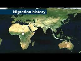 A map of more than 150 massacre sites of indigenous people. Aboriginal Dna Provides Human Migration Clues Youtube