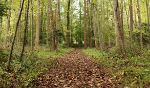 Webb Nature Sanctuary | NOVA Parks
