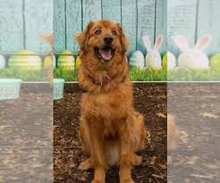 Our golden irish, golden retriever and poodle parents all live here at sunshine acres. Puppyfinder Com Golden Irish Puppies Puppies For Sale And Golden Irish Dogs For Adoption Around The World Page 1 Displays 10