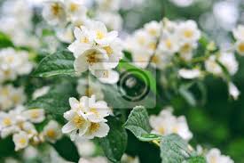 Tutte le schede per conoscere più a fondo gli alberi che regalano una fioritura bianca. Gelsomino Fiori Bianchi Su Un Albero Con Gocce Di Rugiada Carta Da Parati Carte Da Parati Volantino Gelsomino Pistillo Myloview It