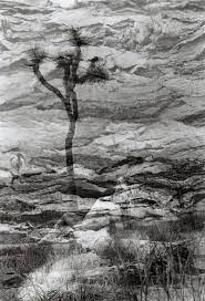 Double Exposure In The Darkroom By San Diego Film Photographer Lauren Nygard Double Exposure Surrealism Photography Nature Photography