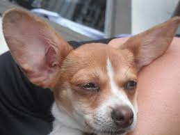 Pin En My Hairy Family