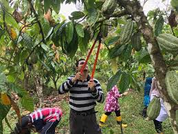 Koko mula diperkenalkan di negara ini pada tahun 1920 dan penanaman secara komersial bermula pada 1950. Lawatan Dan Perjumpaan Fb Rasmi Lembaga Koko Malaysia Facebook