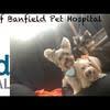 Top 542 Banfield Pet Hospital Reviews Page 11