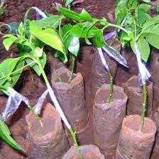 Excellent drainage is absolutely necessary. Purple Passion Fruit Seedling Mali Home Solutions