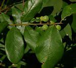 Image result for Bridelia atroviridis