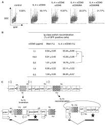 If you're looking to communicate energy and approachability, this bright color scheme will do the trick. Cd45 Controls Interleukin 4 Mediated Ige Class Switch Recombination In Human B Cells Through Its Function As A Janus Kinase Phosphatase Journal Of Biological Chemistry