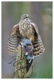 A Juvenile Goshawk Defending Her Prey Vogel Als Haustiere Habicht Wanderfalke