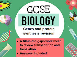 Match each scientist listed below with their contribution to the study of dna. Genes And Protein Synthesis Revision Sheet Teaching Resources