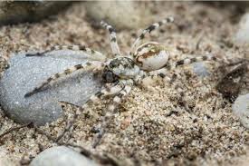Nosferatu was mostly filmed on location within the german cities of lubeck and wismar. List Of German Names For The Spiders Of Germany Araneae