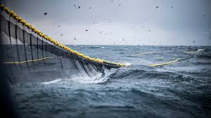 Image result for trawling