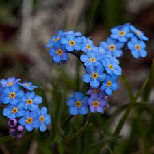 Flowers that symbolize strength and hope. Flowers That Symbolize Hope A To Z Flowers