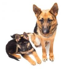 All types of german shepherd dogs from high kill shelters and adopting them to loving, qualified homes. Is The Miniature German Shepherd Dog Real K9 Web