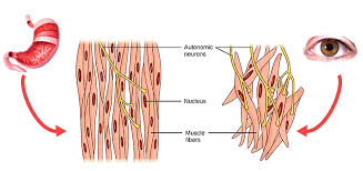 Smooth muscles have a much stronger ability to contract than skeletal muscles, and are able to maintain contraction longer. Human Body Muscles Functions Classification And Significance