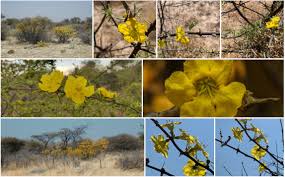 Image result for Rhigozum brevispinosum