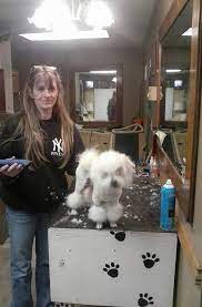 Maybe you would like to learn more about one of these? Groomingdales Pet Salon Home Facebook