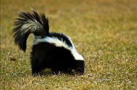 According to chemistry of skunk sprayby william f. Did Your Dog Get Skunked How To Get Rid Of Skunk Smell