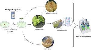 Organ transplantation is a medical procedure in which an organ is removed from one body and placed in the body of a recipient, to replace a damaged or missing organ. Frontiers Plant In Vitro Culture Technologies A Promise Into Factories Of Secondary Metabolites Against Covid 19 Plant Science