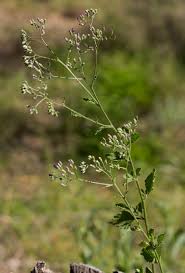 Image result for Vernonia cinerea