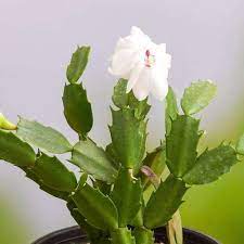 While growing, cacti and succulents should be watered at least once a week. Buy Christmas Cactus Schlumbergera Succulent Plant Online From Nurserylive At Lowest Price