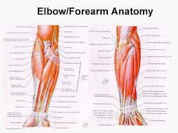 This large muscle of the upper arm is formally known as the biceps brachii muscle, and rests. Pin On Upper Limb