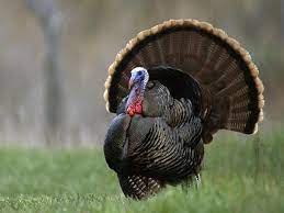 Wild Turkey Wallpapers Top Free Wild Turkey Backgrounds Wallpaperaccess