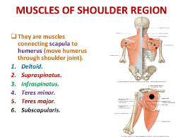 Nov 22, 2018 · the rotator cuff is a group of muscles and tendons that surround the shoulder joint and help to keep it stable. Anatomy Of The Shoulder Region Prof Ahmed Fathalla