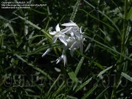 Maybe you would like to learn more about one of these? Plantfiles Pictures Amsonia Arkansas Bluebell Hubricht S Blue Star Narrow Leaf Blue Star Stiff Blue Star Halfway To Arkansas Amsonia Hubrichtii By Sueroderus