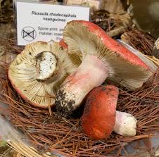 Image result for Russula vinacea