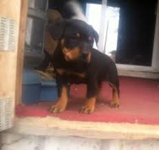 Akc registration, health certificate, health guarantees, and breeder support for life. Rottweiler Puppies For Sale In Kennewick Washington Classified Americanlisted Com