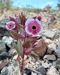 Image result for Disperis mozambicensis