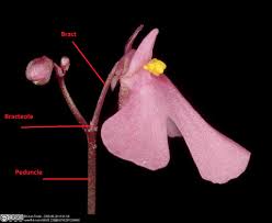 Image result for Utricularia formula