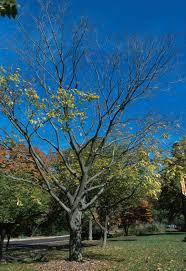 Image result for Celtis sinensis