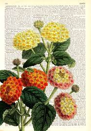 Christmas Gift Lantanas Bouquet Printed On Dictionary Page Etsy In 2020 Flower Wall Art Prints Print Collage