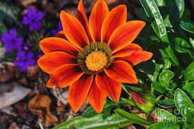 Image result for Gazania krebsiana