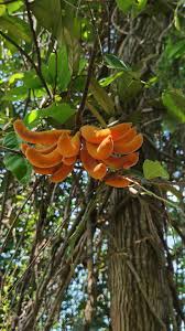 Image result for Uvaria