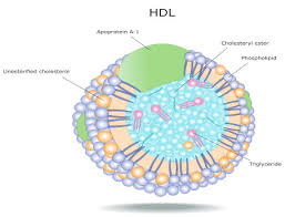 Check spelling or type a new query. High Cholesterol On A Keto Diet Should You Be Concerned Ketodiet Blog