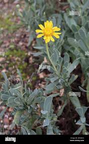 Image result for Hertia