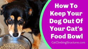 If you mix a spoonful of vegetable oil in the cat food, it will lower the consistency of its stool, making it unappealing to dogs. How To Keep Your Dog Out Of Your Cat S Food Bowl Cat Climbing Structures