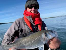 Bass picking up in Cork harbour