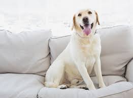 Maybe you would like to learn more about one of these? 10 Worst Ingredients In Your Dog Food Eat This Not That