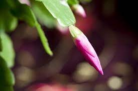 Christmas cactus is a popular christmas plant for the festive season. Reasons For Christmas Cactus Bud Drop Why Is My Christmas Cactus Dropping Buds