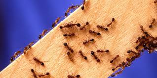 Although carpenter ants are often found outdoors, they typically make their way inside a building through. Pest Control Tips And Prevention For Homeowners Problem Solved Pest Control