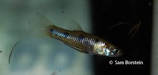 Image result for Gymnosporia gracilipes