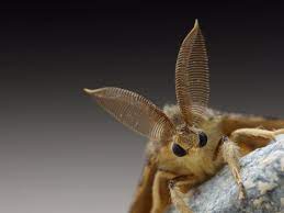 The province of ontario posts information here. Gypsy Moth Another Giant Invader Local Thetandd Com