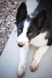 Pin On Group Border Collies Best Dog Breed Ever