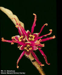 Image result for Hamamelidaceae